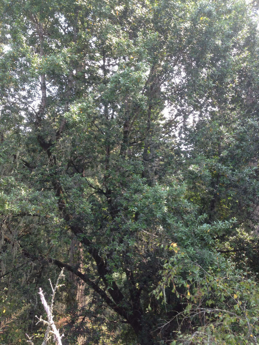 Image of California laurel