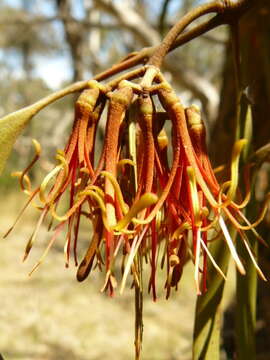 Imagem de Amyema pendula subsp. pendula