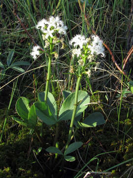 Image of bogbean