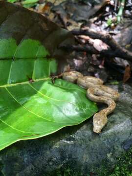 Image of Paulson's Bevel-nosed Boa