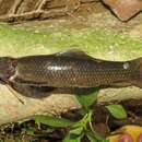 Image of Borneo algae-eater