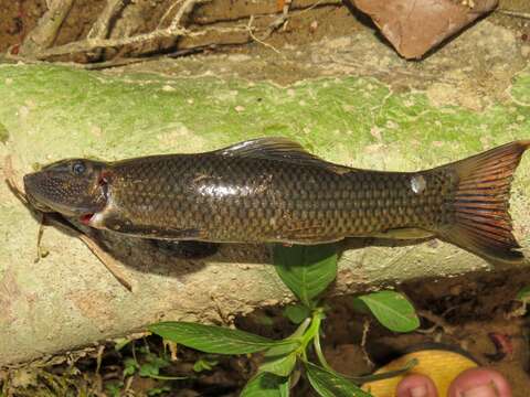 Sivun Gyrinocheilus pustulosus Vaillant 1902 kuva