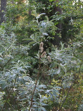 Image of Salix lapponum L.