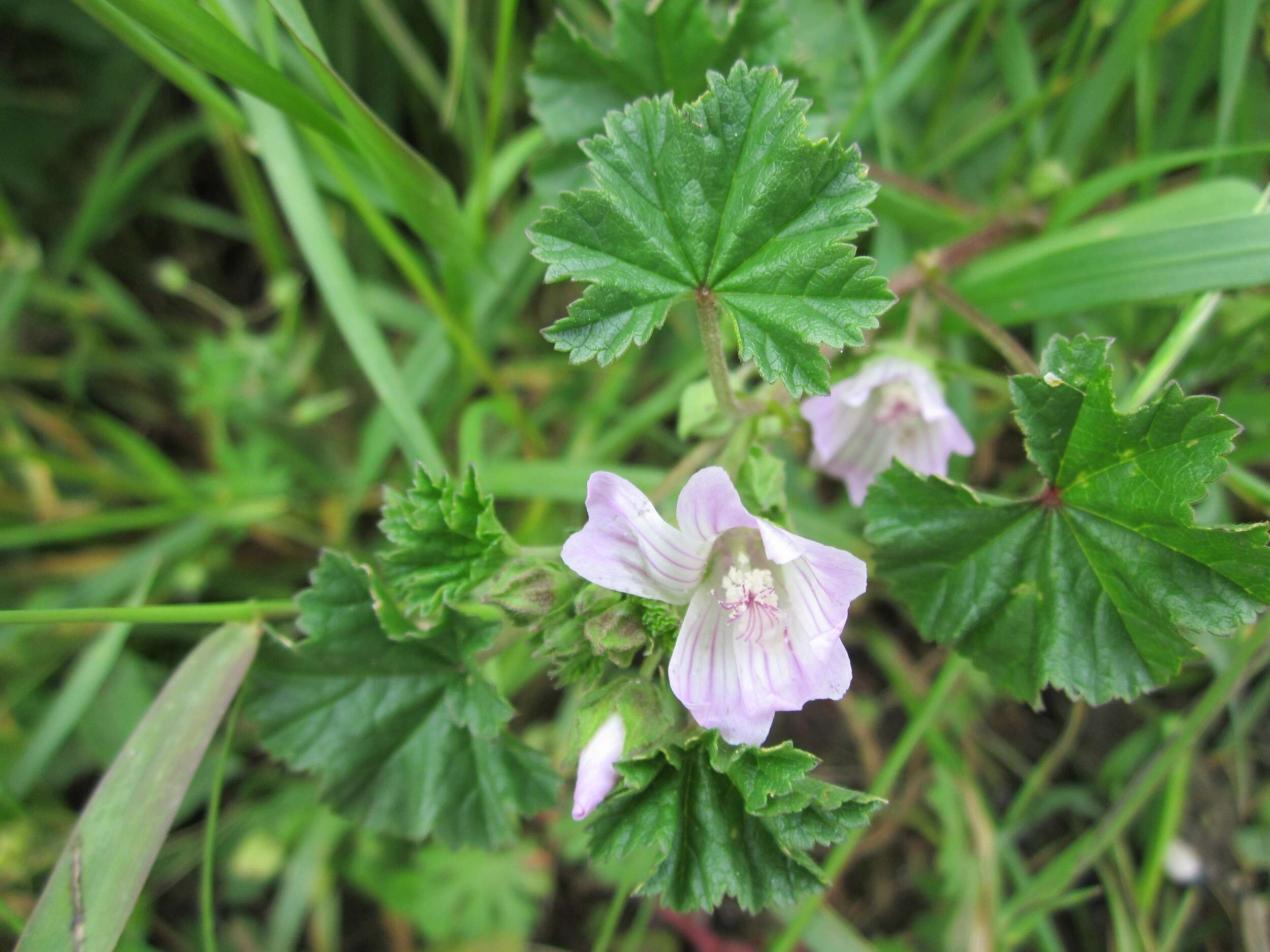 Image of common mallow