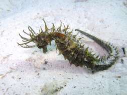 Image of Long-snouted Seahorse