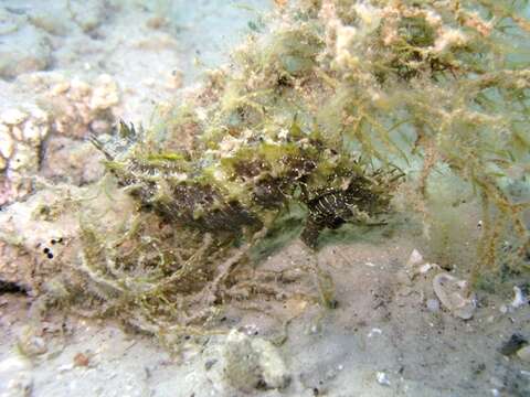 Image of Long-snouted Seahorse