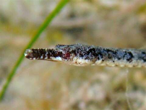 Image of Black-striped Pipefish