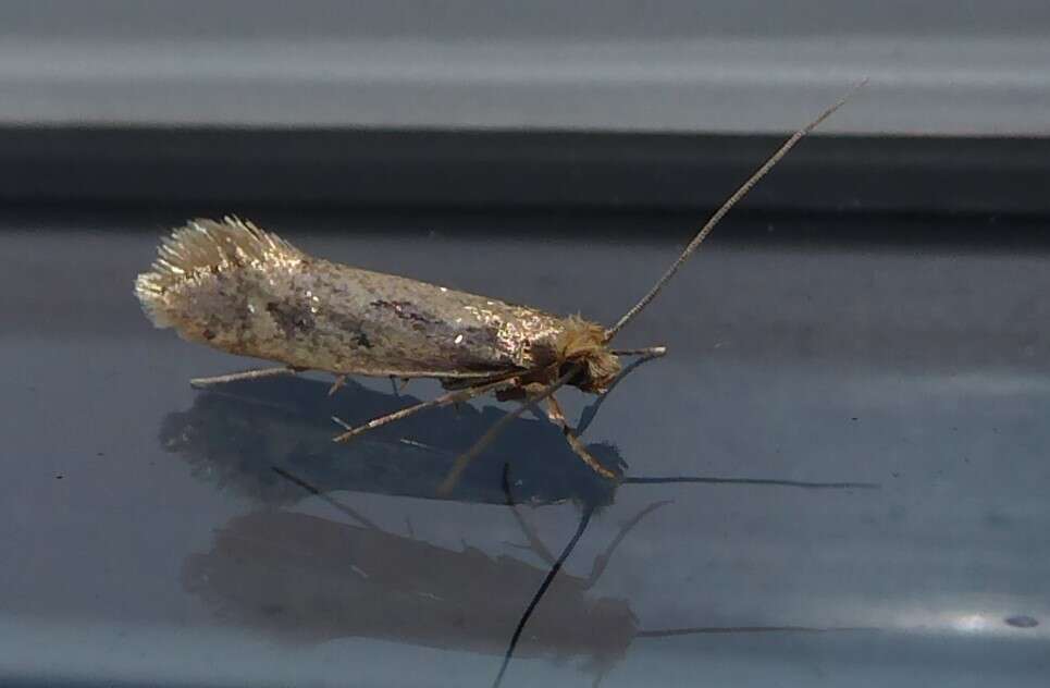 Image of large pale clothes moth