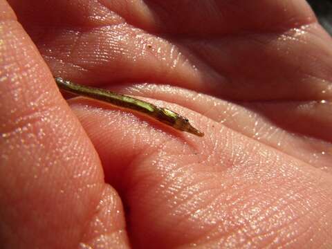 Image of Black-striped Pipefish