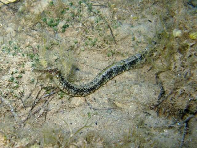 Image of Common Pipefish