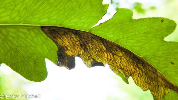 Chirosia gleniensis (Huckett 1924)的圖片