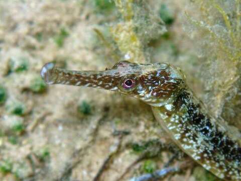 Image of Common Pipefish