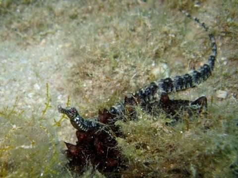 Image of Common Pipefish