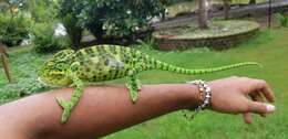 Image of Asian Chameleon