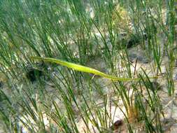 Image of Broadnosed Pipefish