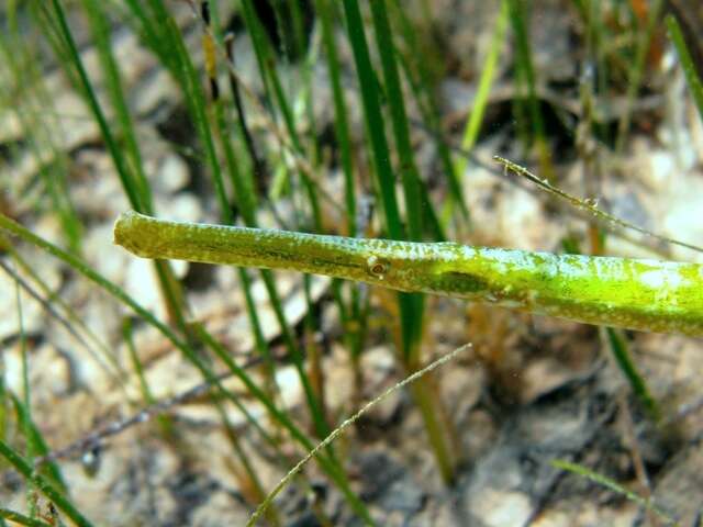 Image of Broadnosed Pipefish