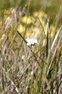 Image of Orianthera judithiana (B. J. Conn) C. S. P. Foster & B. J. Conn