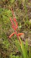 Слика од Watsonia aletroides (Burm. fil.) Ker Gawl.