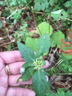 Слика од Euphorbia dentata Michx.