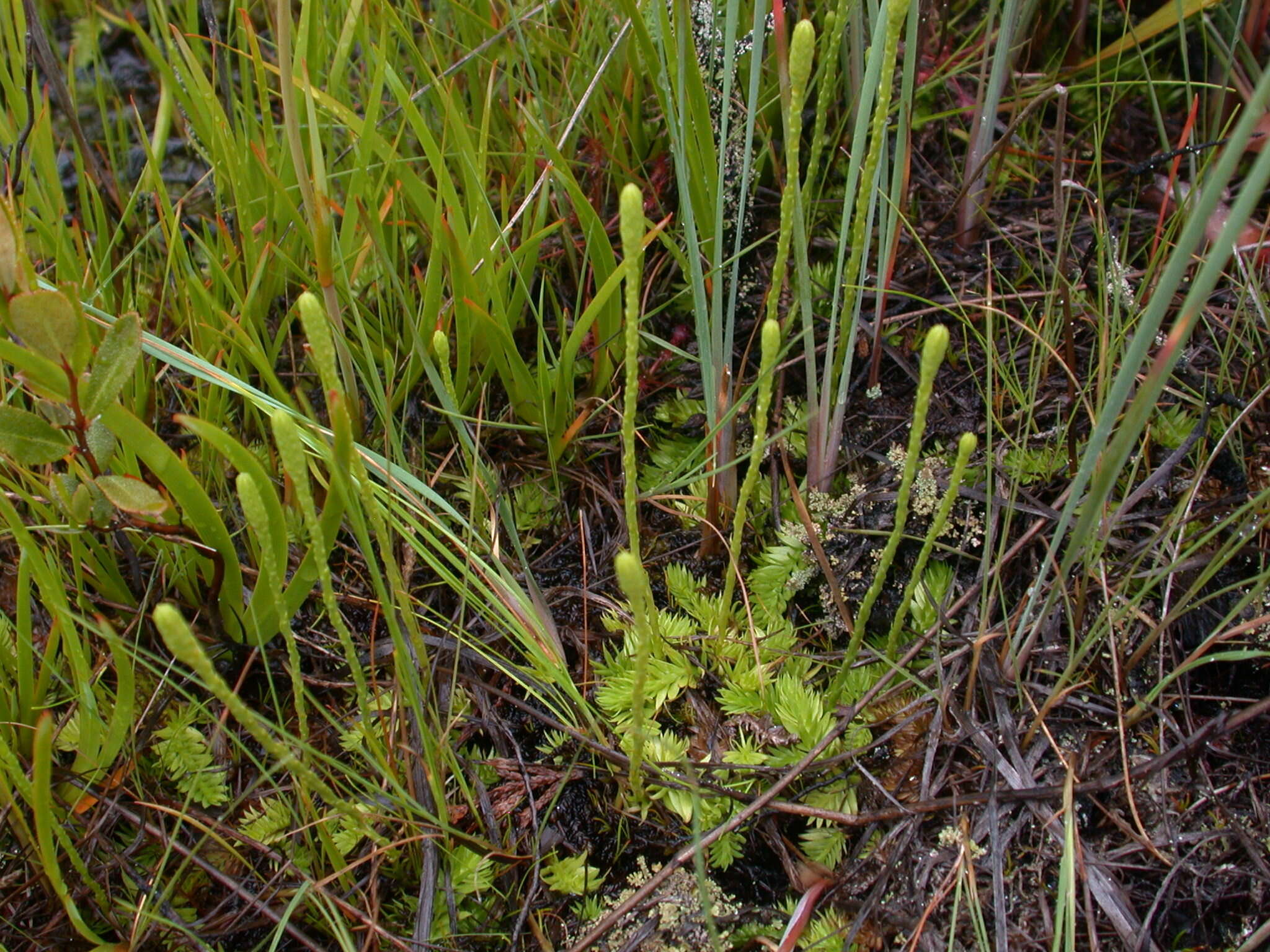 Image of slender clubmoss