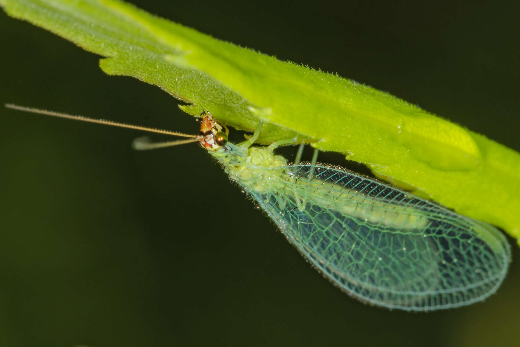 Image de Chrysopa oculata Say 1839