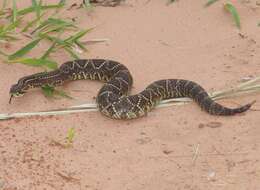 Image of Cascabel Rattlesnake