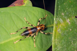 Sivun Larnaca (Larnaca) fasciata Walker & F. 1869 kuva