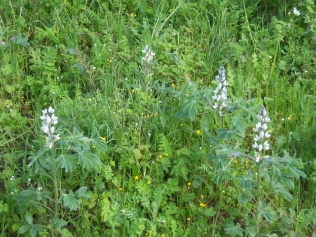 Image de Lupinus albus L.