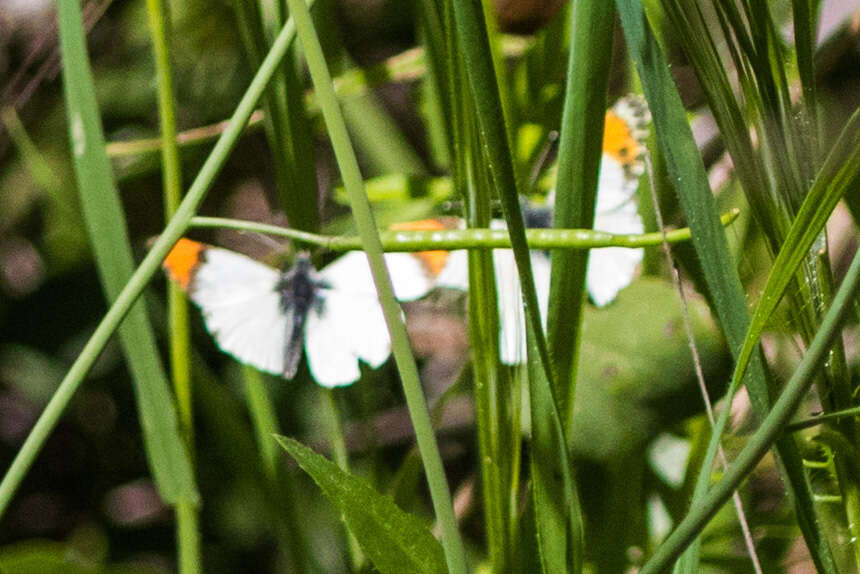 Image of Anthocharis sara sara