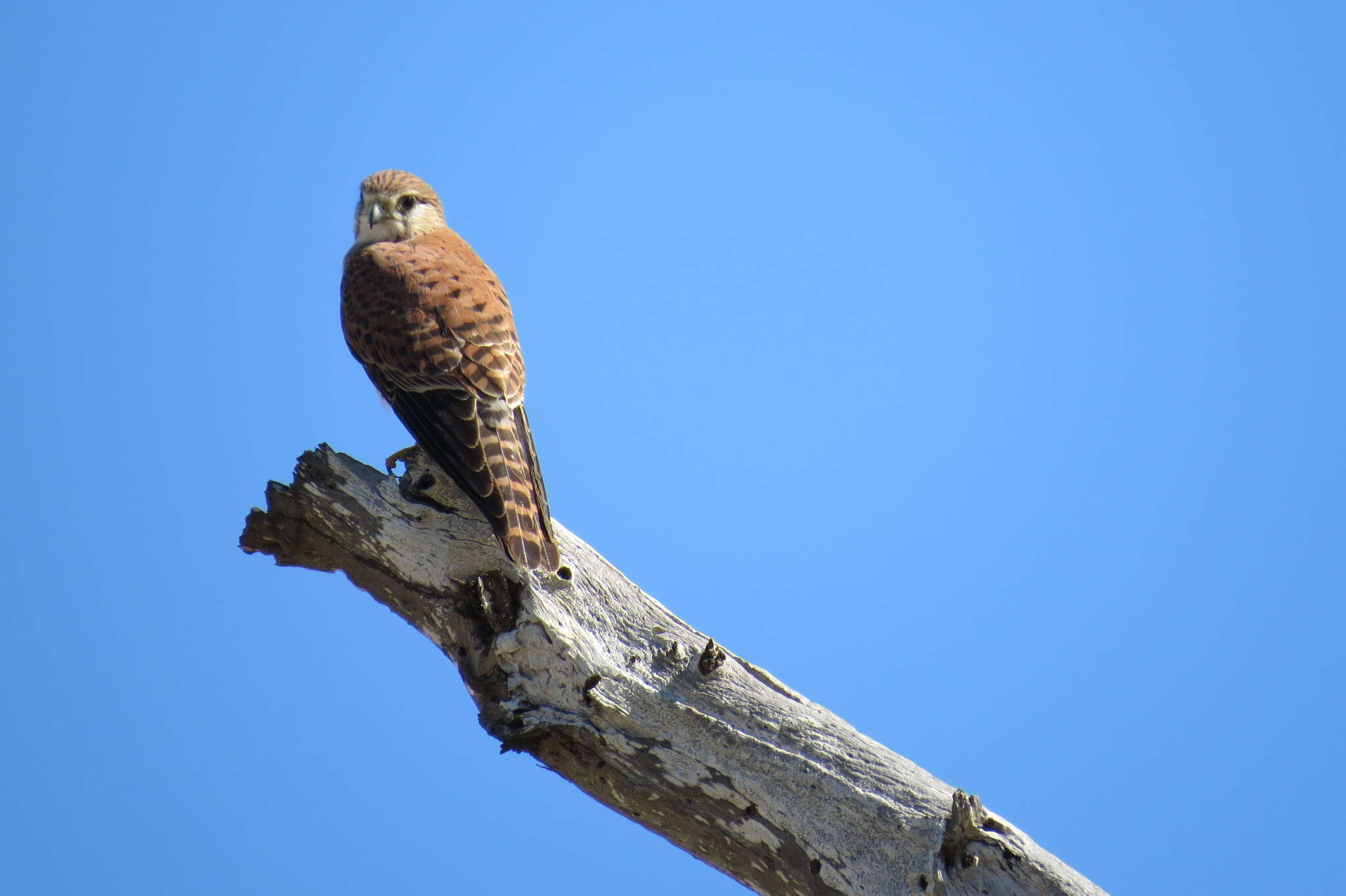 Image of Madagascar Kestrel