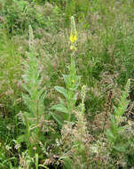 Image of Great Mullein