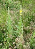 Image of Great Mullein