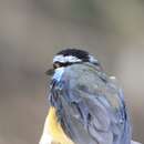 Image of Blue-shouldered Robin