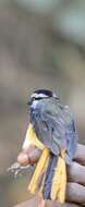 Image of Blue-shouldered Robin