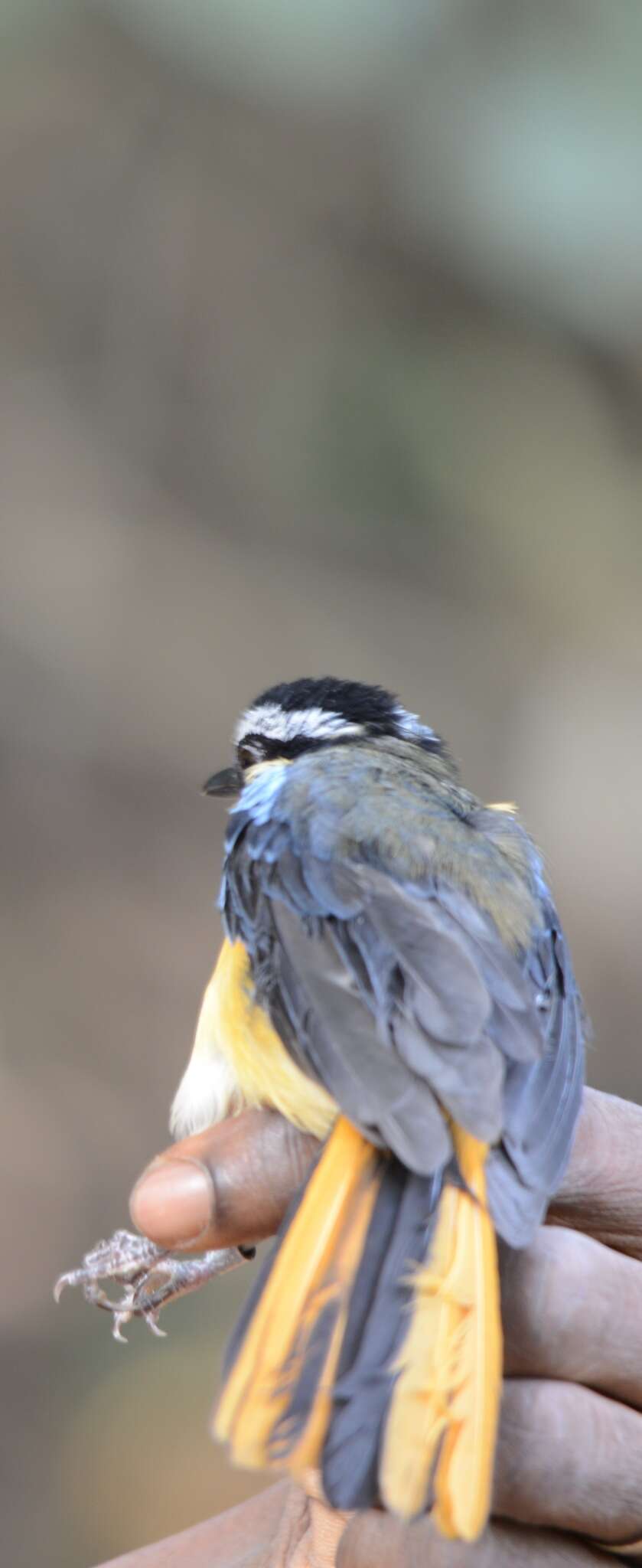 Image of Blue-shouldered Robin