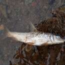 Image of Spotted barbel