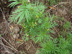 Tagetes minuta L. resmi