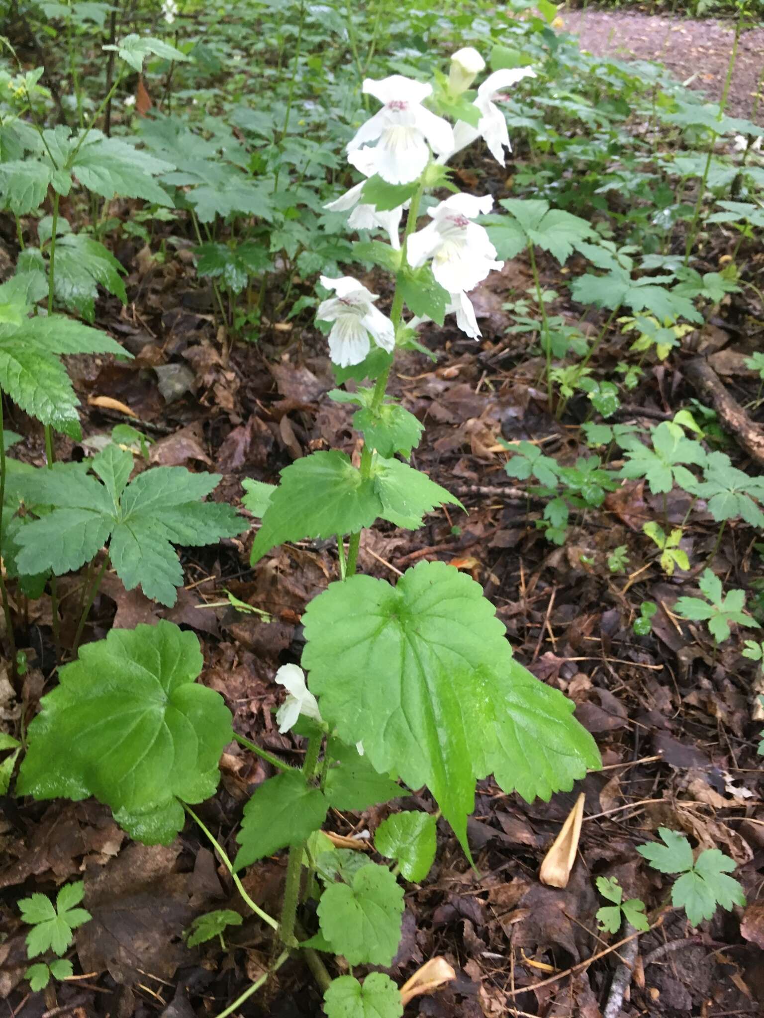 Image of Guyandotte-Beauty