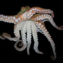 Pinnoctopus cordiformis (Quoy & Gaimard 1832) resmi