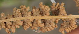 Image of Mexican fern