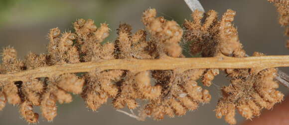 Image of Mexican fern