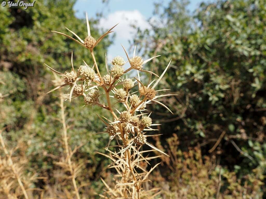 Image of Eryngium glomeratum Lam.