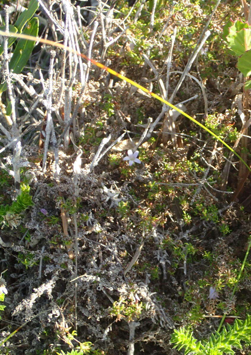 Image of Wahlenbergia thunbergii (Schult.) B. Nord.