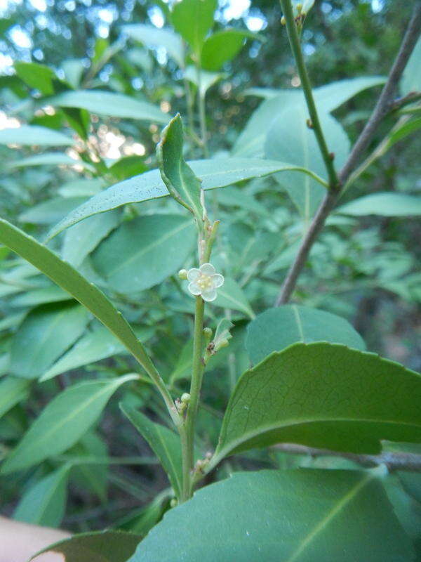 Image of Silky-bark