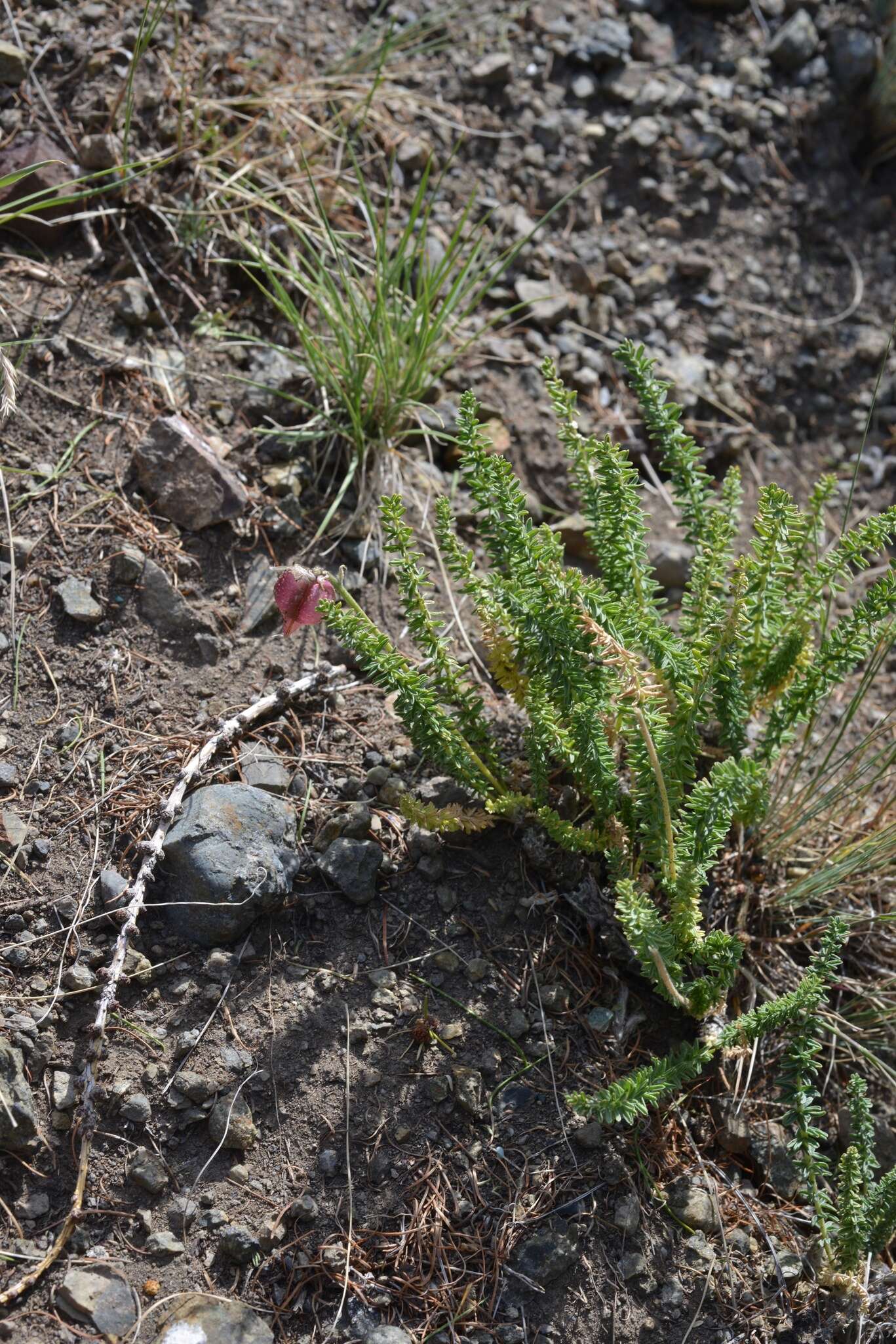 Image of Oxytropis trichophysa Bunge