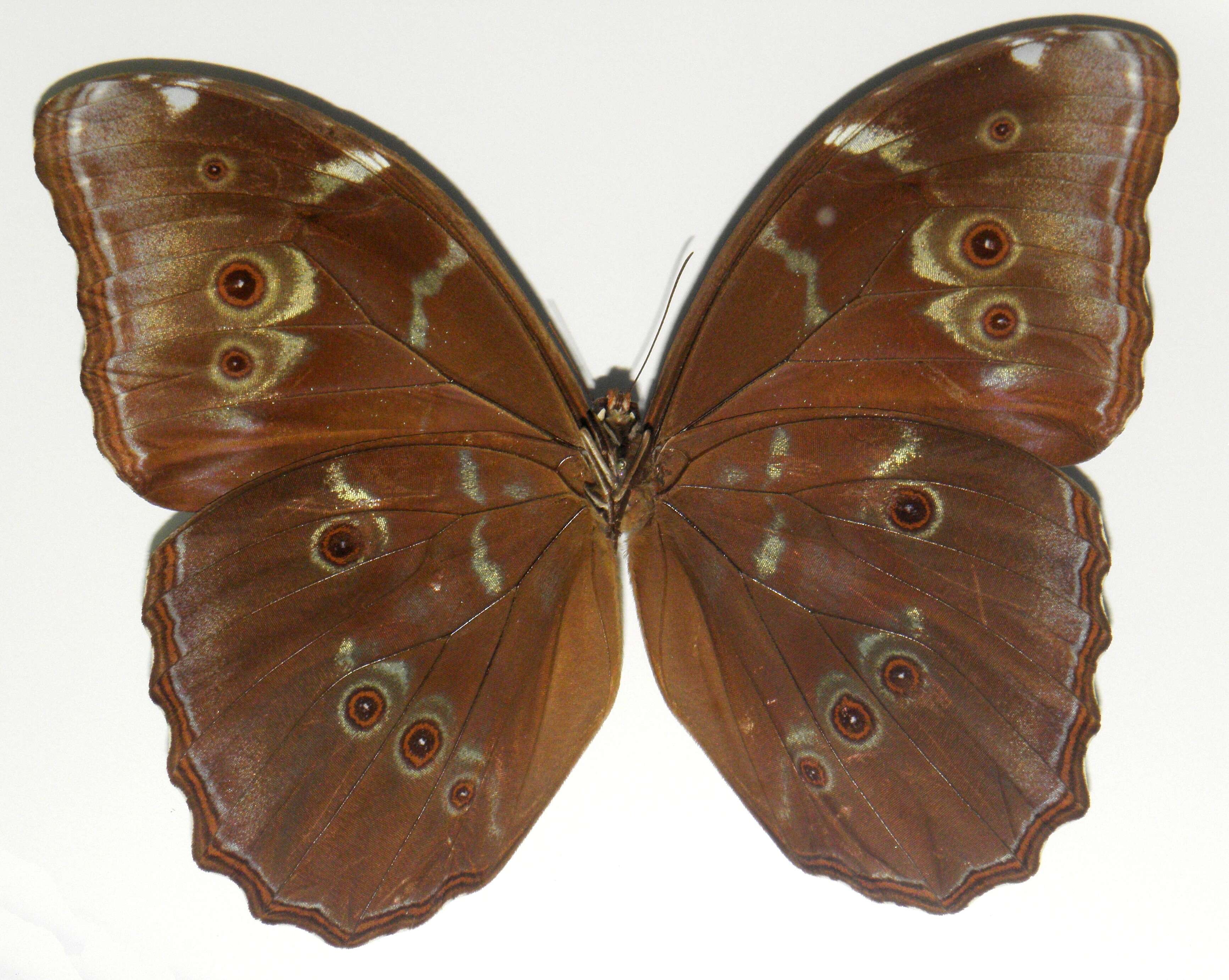 Imagem de Morpho menelaus Linnaeus 1758