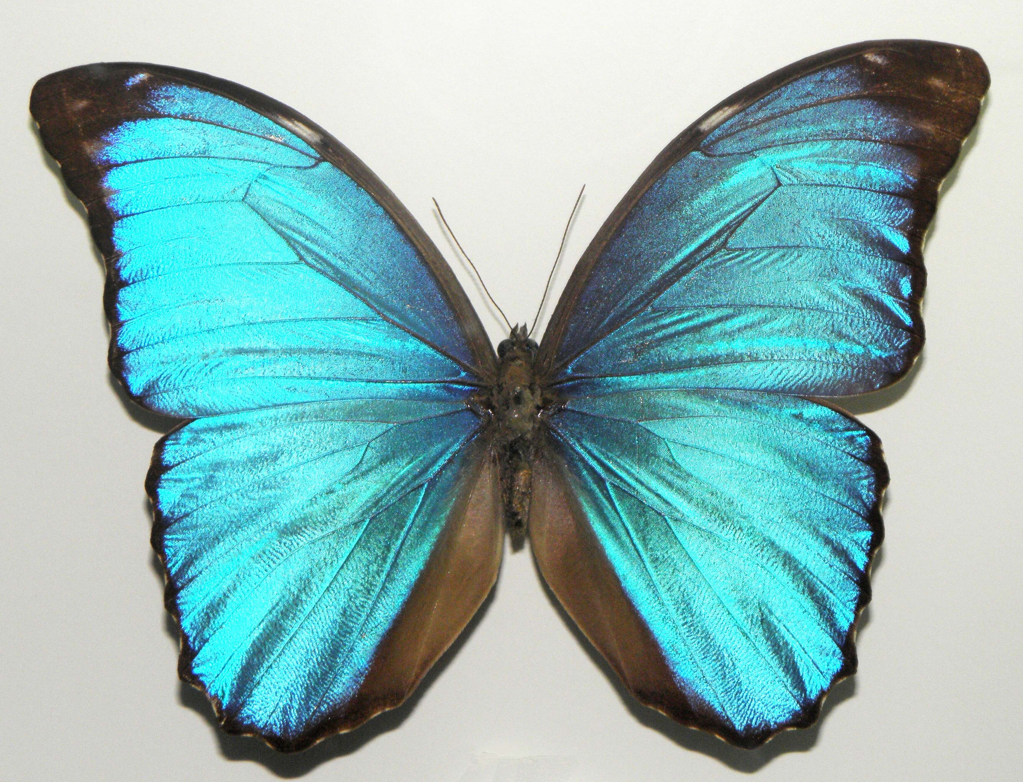 Imagem de Morpho menelaus Linnaeus 1758