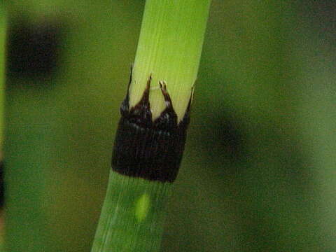 Image of Common Scouring-Rush