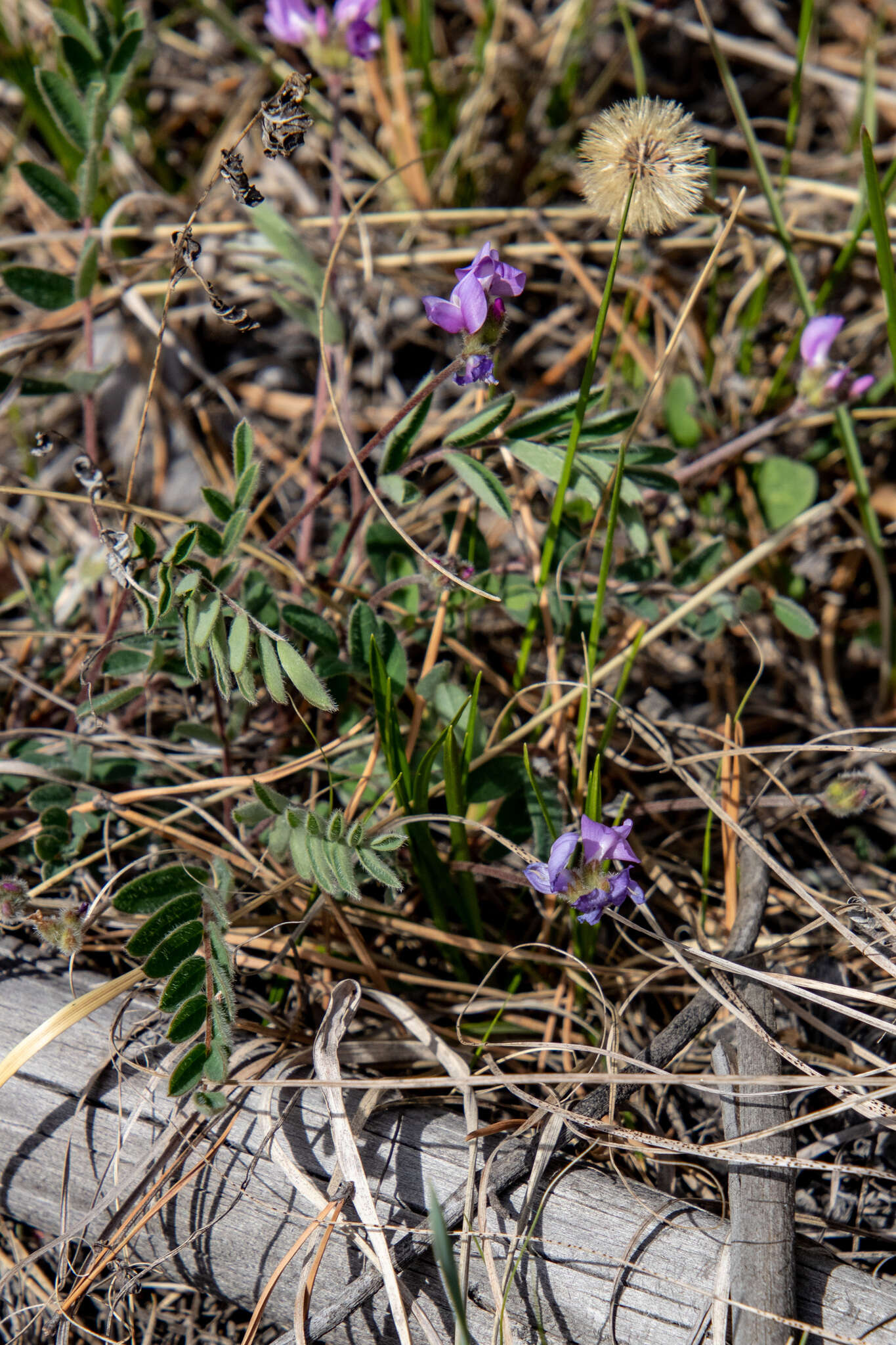 Image de Gueldenstaedtia verna (Georgi) Boriss.