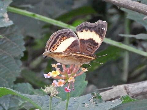 Plancia ëd Junonia terea elgiva Hewitson 1864